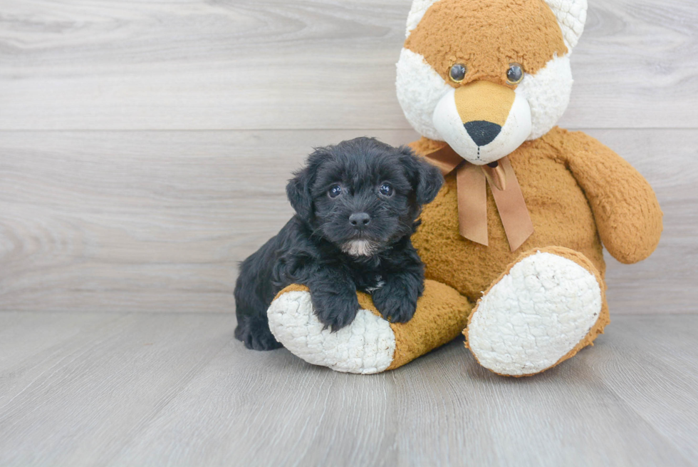 Cute Yorkie Poo Baby