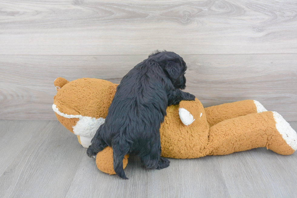 Adorable Yorkie Doodle Poodle Mix Puppy