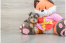 Sweet Yorkie Poo Baby