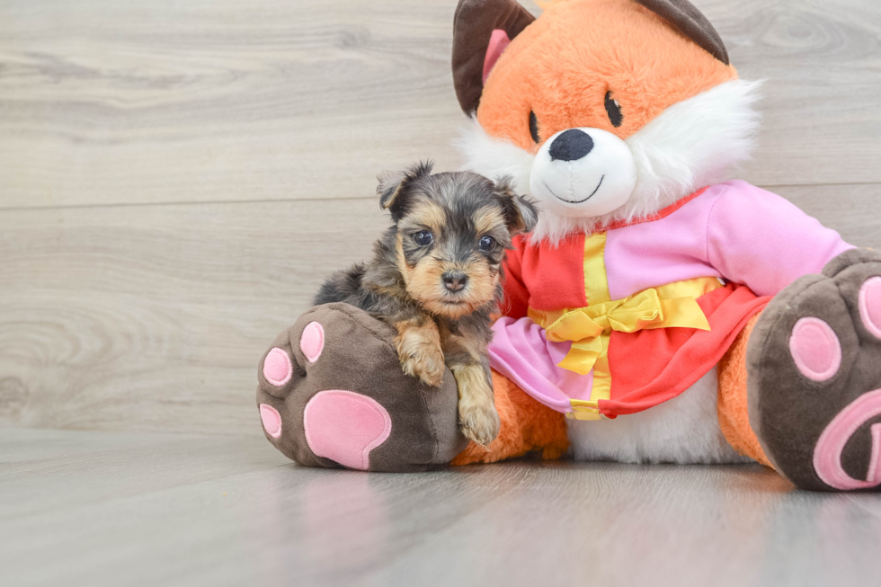Sweet Yorkie Poo Baby