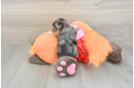 Popular Yorkie Poo Poodle Mix Pup
