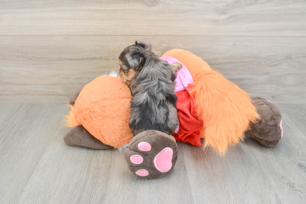 Popular Yorkie Poo Poodle Mix Pup