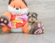 8 week old Yorkie Poo Puppy For Sale - Premier Pups