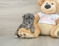 7 week old Yorkie Poo Puppy For Sale - Premier Pups