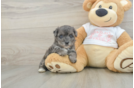 Best Yorkie Poo Baby