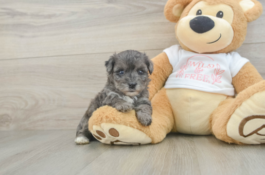 Best Yorkie Poo Baby