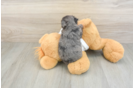 Adorable Yorkiedoodle Poodle Mix Puppy