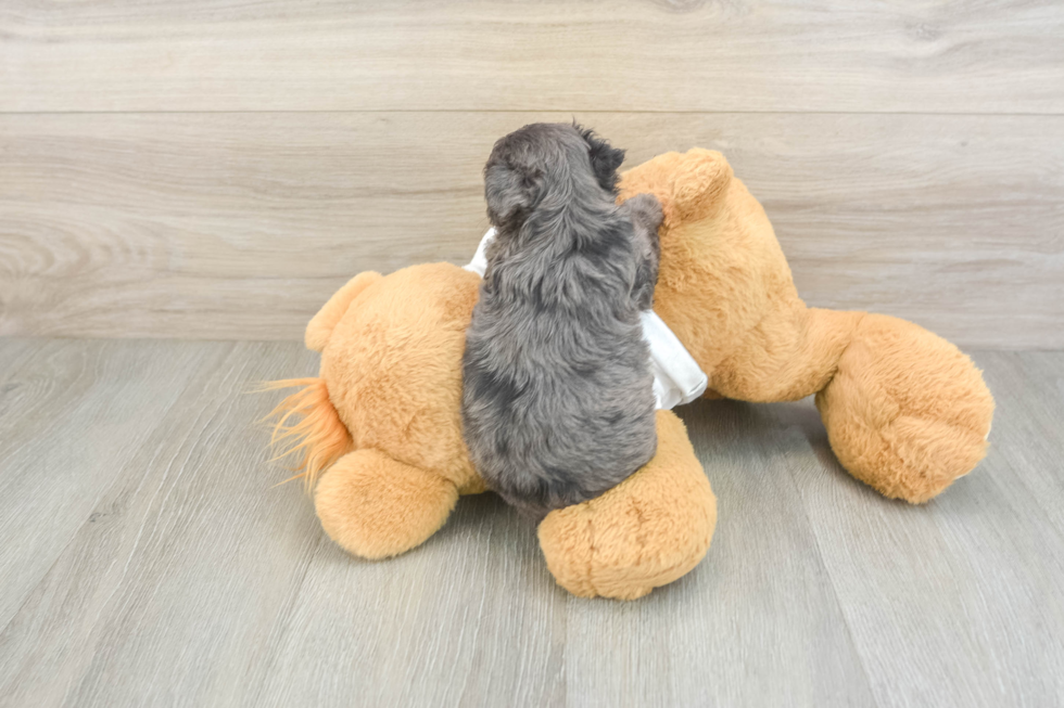 Adorable Yorkiedoodle Poodle Mix Puppy