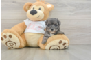 Yorkie Poo Puppy for Adoption