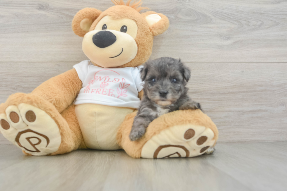 Yorkie Poo Puppy for Adoption