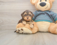 7 week old Yorkie Poo Puppy For Sale - Premier Pups