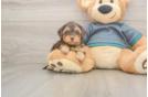 Smart Yorkie Poo Poodle Mix Pup