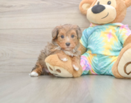 5 week old Yorkie Poo Puppy For Sale - Premier Pups