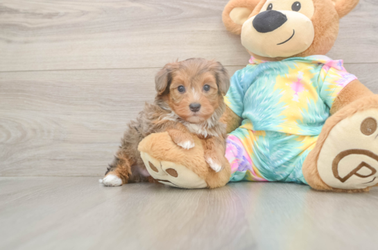 5 week old Yorkie Poo Puppy For Sale - Premier Pups Yorkie Poo Pup Being Cute