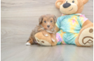 Meet Anastasia - our Yorkie Poo Puppy Photo  1/3 - Premier Pups Yorkie Poo Pup Being Cute