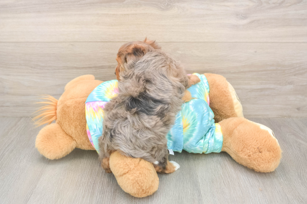 Meet Anastasia - our Yorkie Poo Puppy Photo  3/3 - Premier Pups Yorkie Poo Pup Being Cute