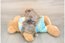 Meet Anastasia - our Yorkie Poo Puppy Photo  3/3 - Premier Pups Yorkie Poo Pup Being Cute