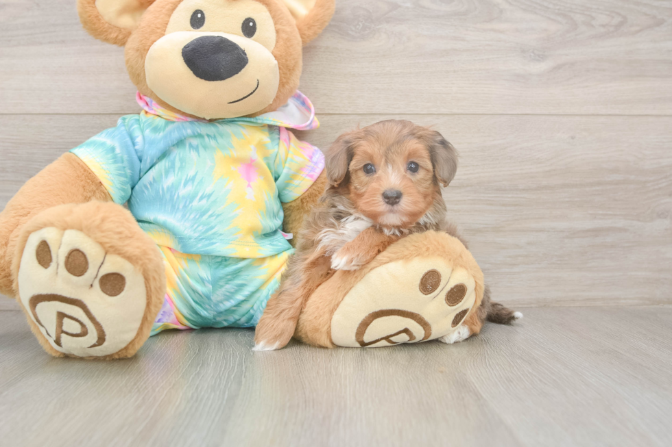 Meet Anastasia - our Yorkie Poo Puppy Photo  2/3 - Premier Pups Energetic Yorkipoo Poodle Mix Puppy