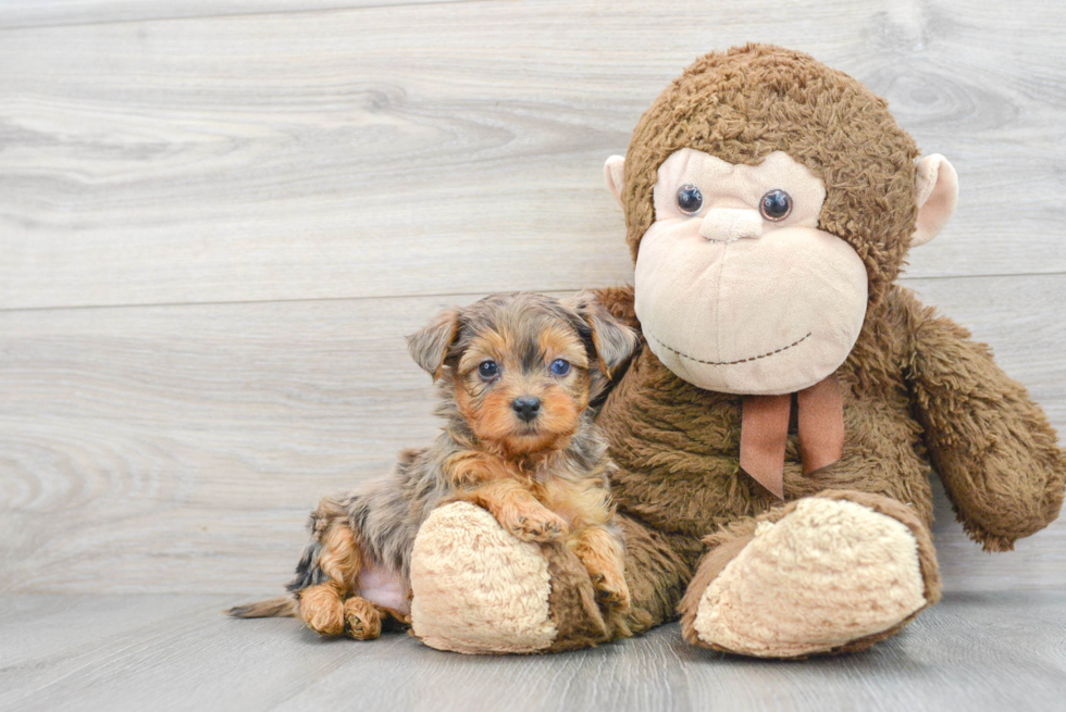 Yorkie Poo Pup Being Cute