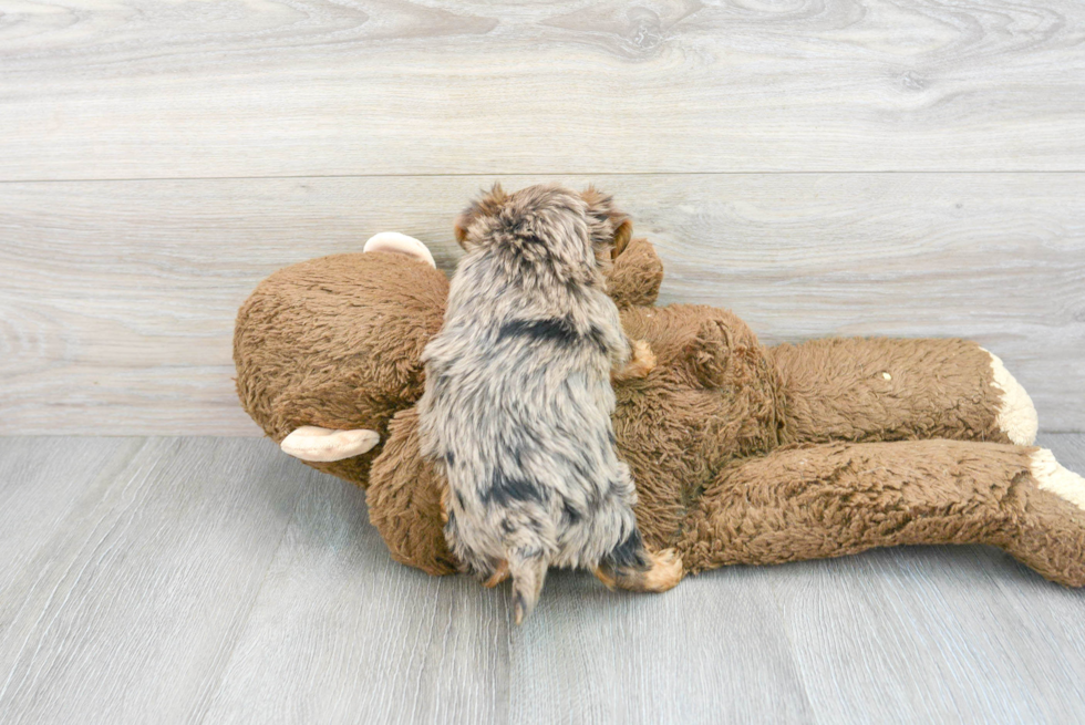 Funny Yorkie Poo Poodle Mix Pup