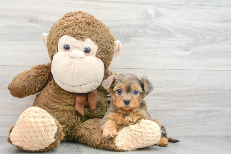 Smart Yorkie Poo Poodle Mix Pup