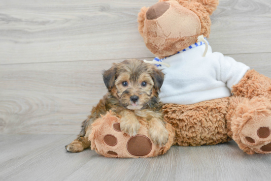 Best Yorkie Poo Baby