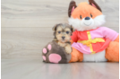 Hypoallergenic Yorkie Doodle Poodle Mix Puppy