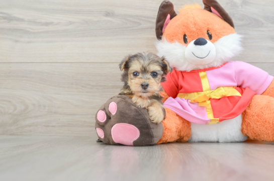 Hypoallergenic Yorkie Doodle Poodle Mix Puppy