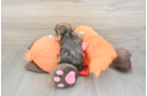 Yorkie Poo Puppy for Adoption