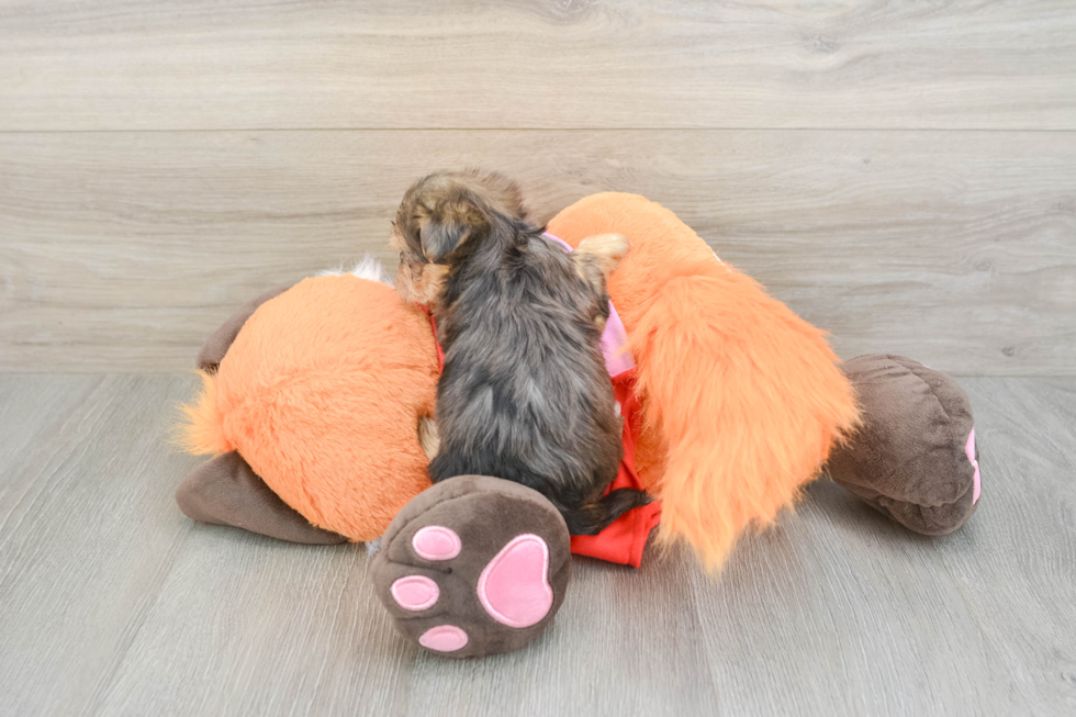 Yorkie Poo Puppy for Adoption