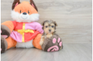 Yorkie Poo Pup Being Cute