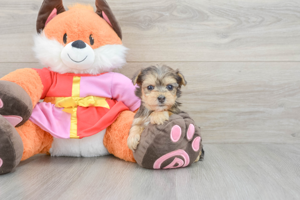 Yorkie Poo Pup Being Cute