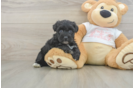 Yorkie Poo Puppy for Adoption