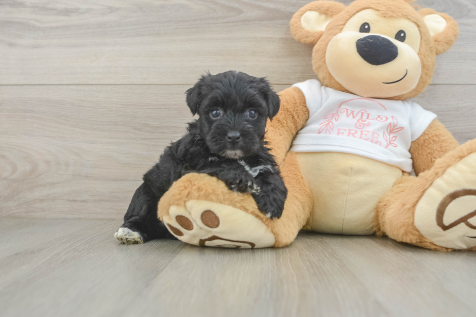 Yorkie Poo Puppy for Adoption