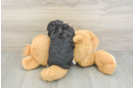Little Yorkie Poodle Mix Poodle Mix Puppy