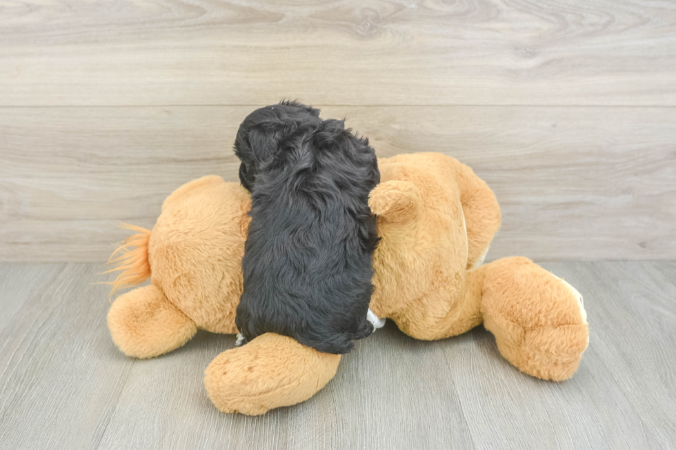 Little Yorkie Poodle Mix Poodle Mix Puppy