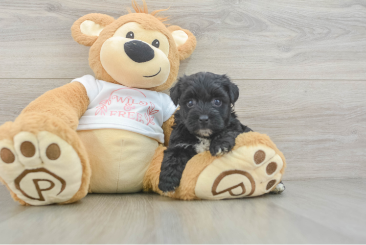 Best Yorkie Poo Baby