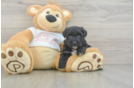 Best Yorkie Poo Baby