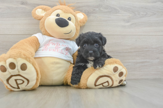 Best Yorkie Poo Baby