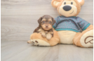 Fluffy Yorkie Poo Poodle Mix Pup