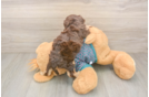 Adorable Yorkiedoodle Poodle Mix Puppy