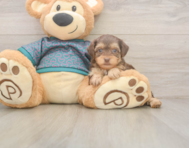 7 week old Yorkie Poo Puppy For Sale - Premier Pups