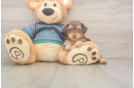 Small Yorkie Poo Baby