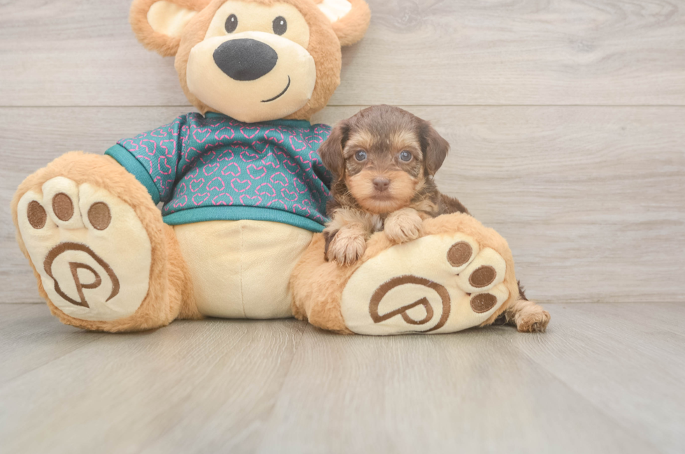 5 week old Yorkie Poo Puppy For Sale - Premier Pups