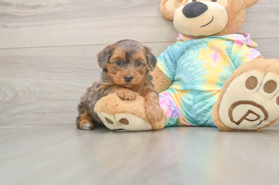 5 week old Yorkie Poo Puppy For Sale - Premier Pups