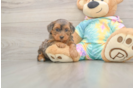 Meet Ares - our Yorkie Poo Puppy Photo  1/3 - Premier Pups Best Yorkie Poo Baby