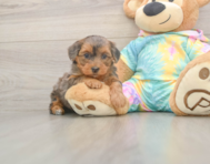 5 week old Yorkie Poo Puppy For Sale - Premier Pups 5 week old Yorkie Poo Puppy For Sale - Premier Pups