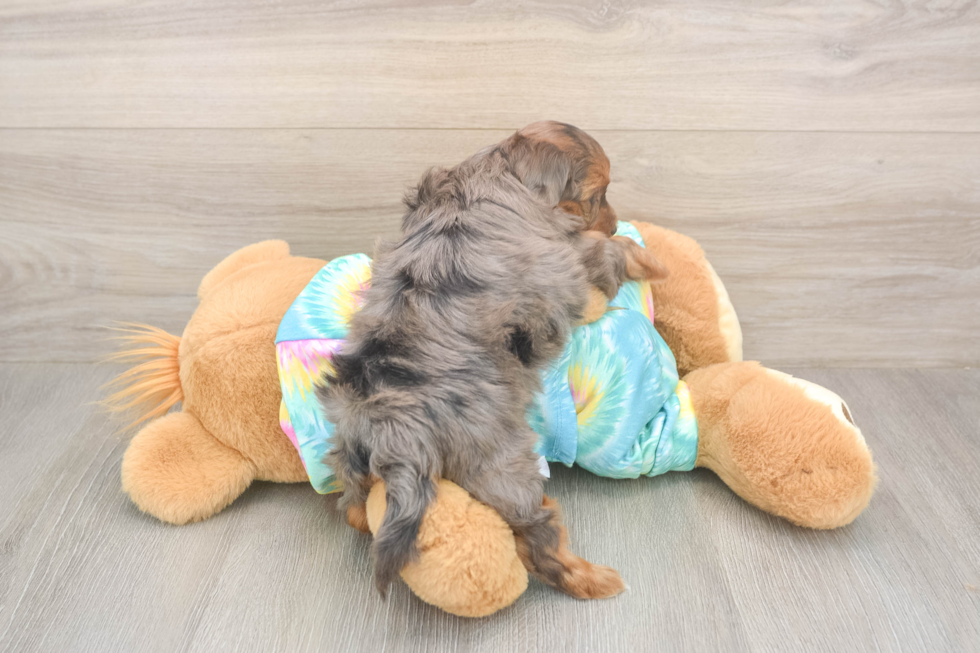 Meet Ares - our Yorkie Poo Puppy Photo  3/3 - Premier Pups Energetic Yorkipoo Poodle Mix Puppy