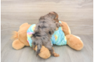 Meet Ares - our Yorkie Poo Puppy Photo  3/3 - Premier Pups Energetic Yorkipoo Poodle Mix Puppy