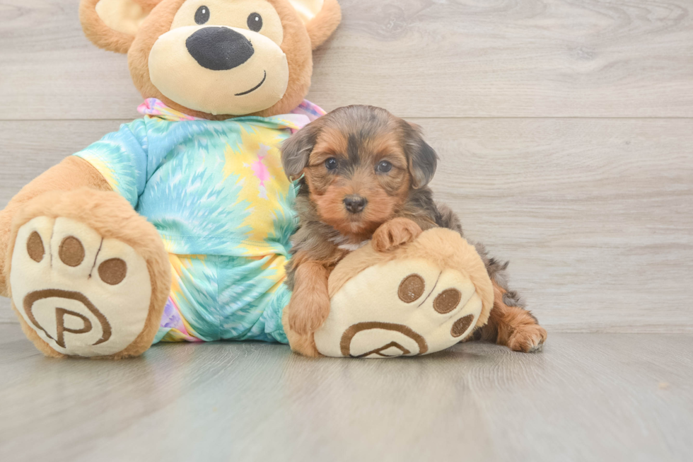 Meet Ares - our Yorkie Poo Puppy Photo  2/3 - Premier Pups Popular Yorkie Poo Poodle Mix Pup